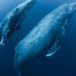 Ballenas