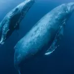 Por qué las BALLENAS JOROBADAS 🐋 podrían DEJAR DE VENIR a Samaná, RD Ballenas