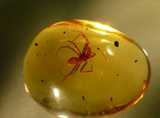 Araña en ámbar Dominicano